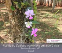 Plantio de Cattleya walkeriana em árvore viva