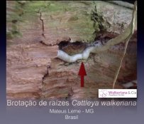 Brotação de raízes de Cattleya walkeriana
