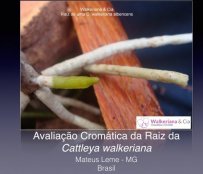 Avaliação cromática da raiz da Cattleya walkeriana
