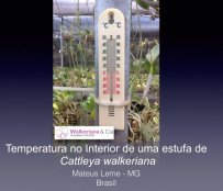 Temperatura no interior de estufa de Cattleya walkeriana