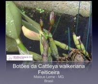 Botões da Cattleya walkeriana tipo Feiticeira